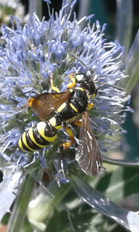 Crabronidae: femmina di Cerceris arenaria